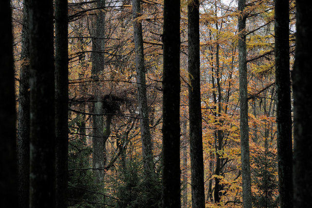 Ardennes 5