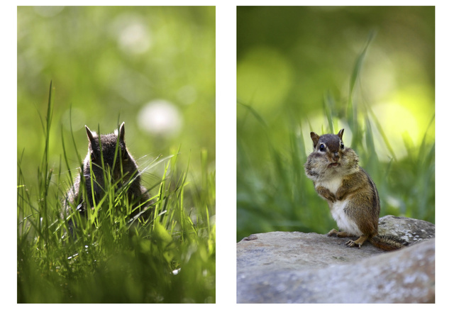 (left) Eastern Gray Squirrel, OH; (right) Eastern Chipmunk, OH