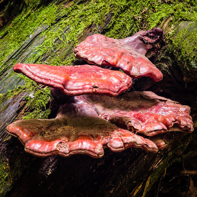 Red Mushrooms