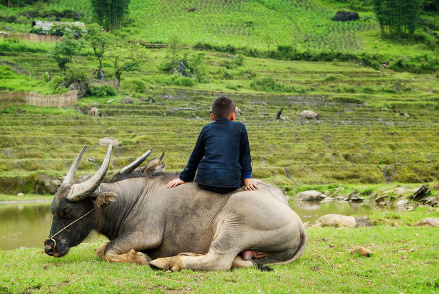 Child on Water Buffalo