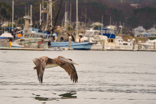 Pelican, Half Moon Bay, Caifornia