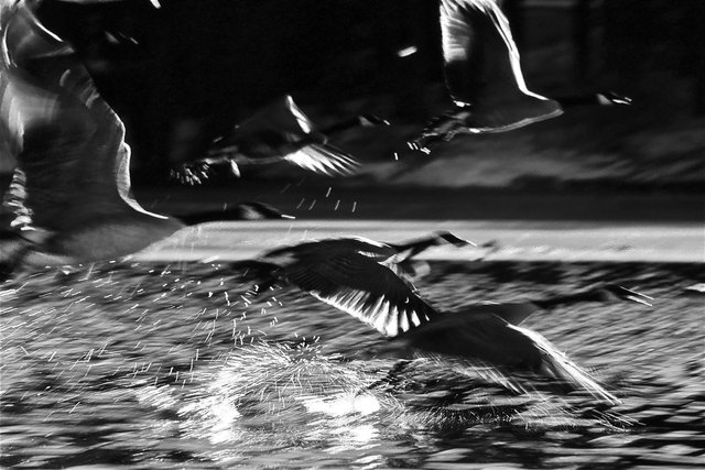 Geese in Flight, Flagstaff, Arizona, 2007.jpg
