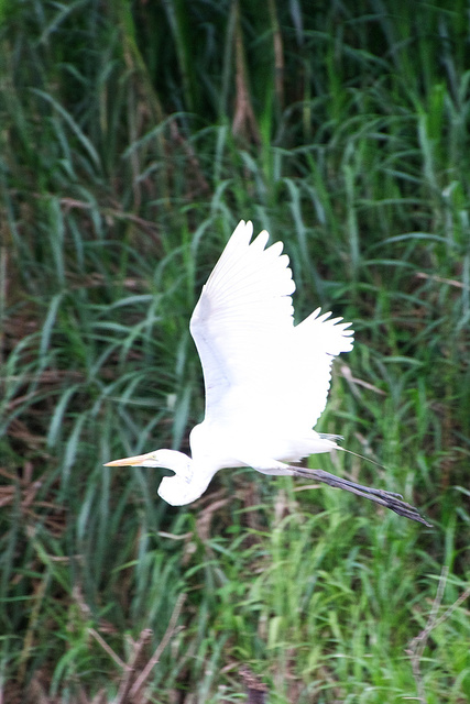 Great Egret Taking Flight