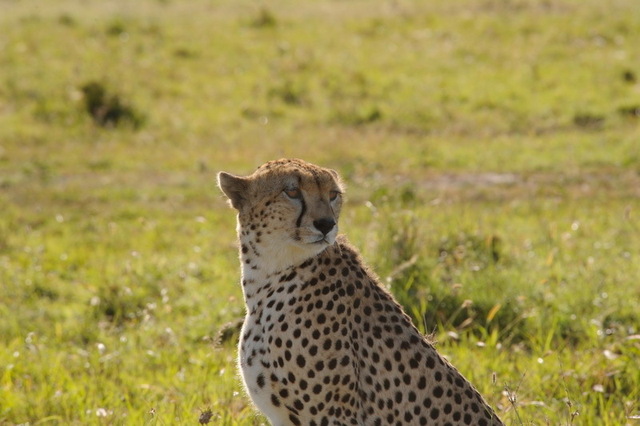 Cheetah, Masai Mara