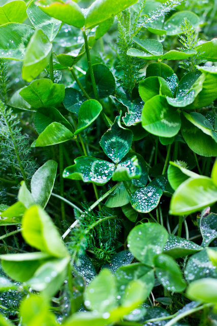 clover 2