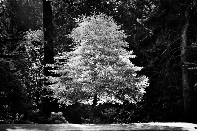 Tree-bw66.jpg