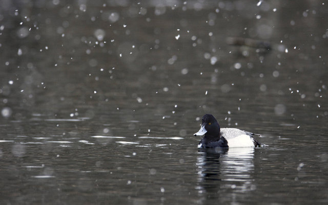 Lesser Scaup, late winter, Ohio