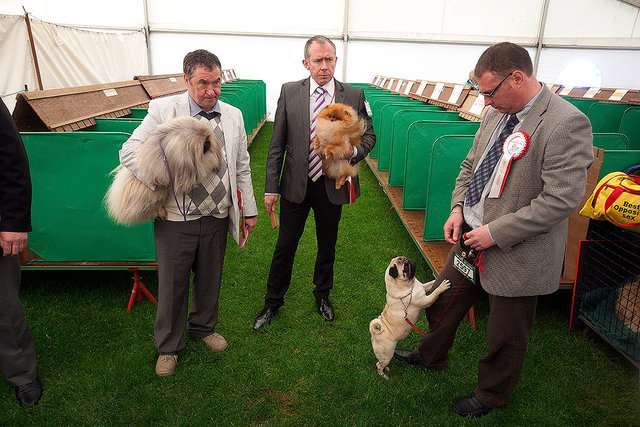 Edinburgh Dog Show