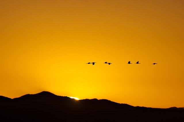 sandhillcranes1.jpg