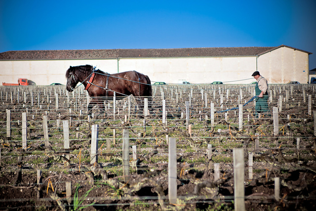 Margaux26 © Laurent Gazal.jpg