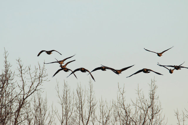 Canada Geese, February, southern Ohio