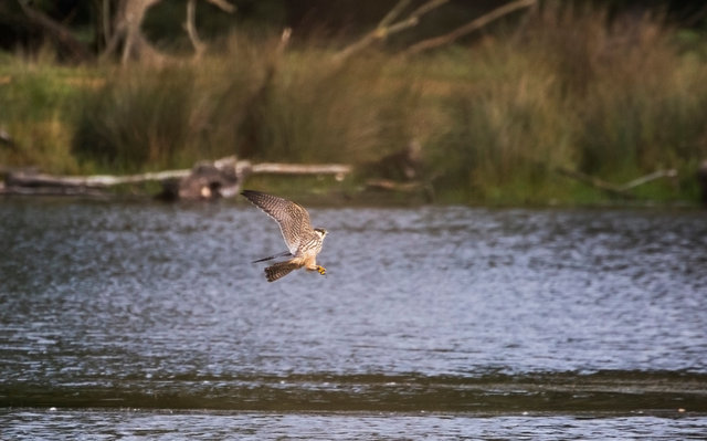 Hobby catching dragonflies