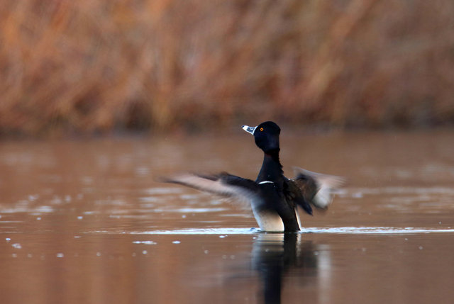 Ring-necked Duck (male), stretching his wings, March, Ohio