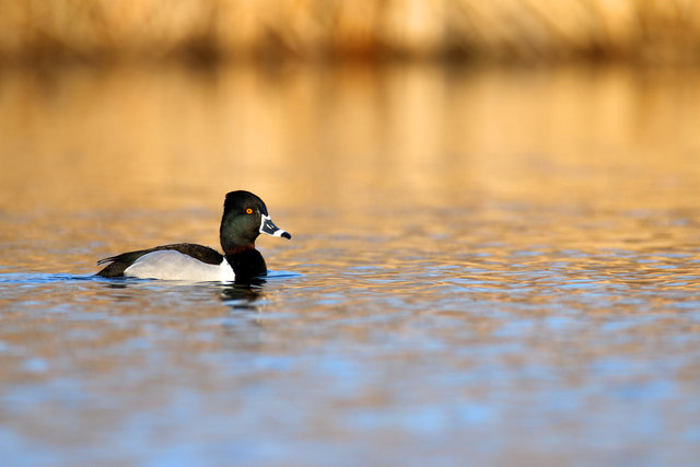 Ring-necked Duck, March, Ohio