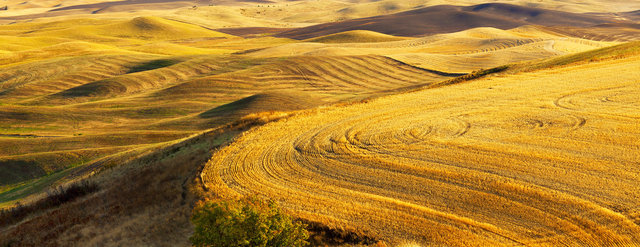 Palouse #4