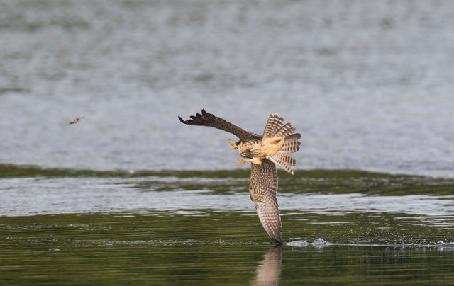 Hobby chasing dragonflies