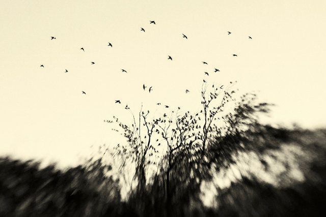 Winged Revelations