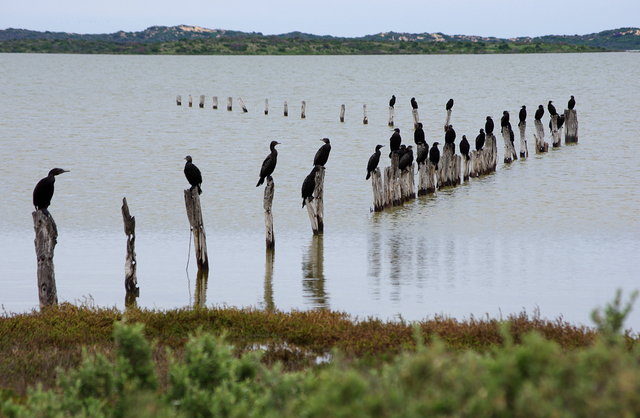 The Coorong (5) edited VB.JPG