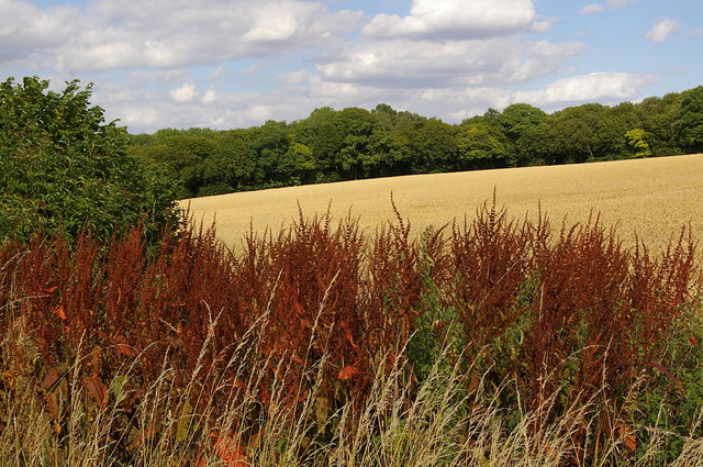 Field near Graffridge Wood 2 VB.JPG