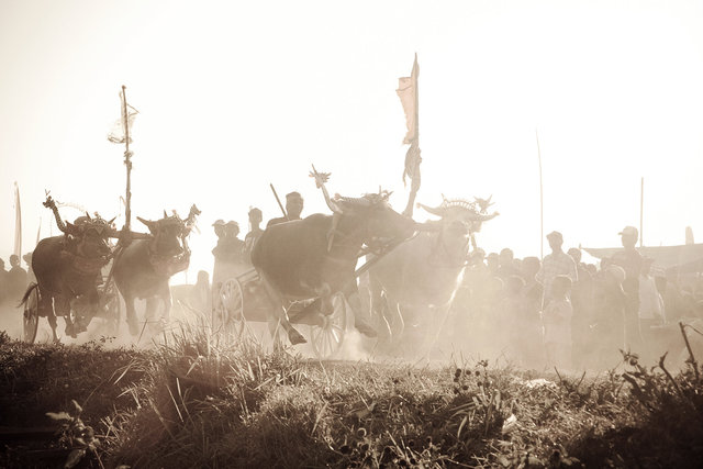 Mekepung-Buffalo-Racing I