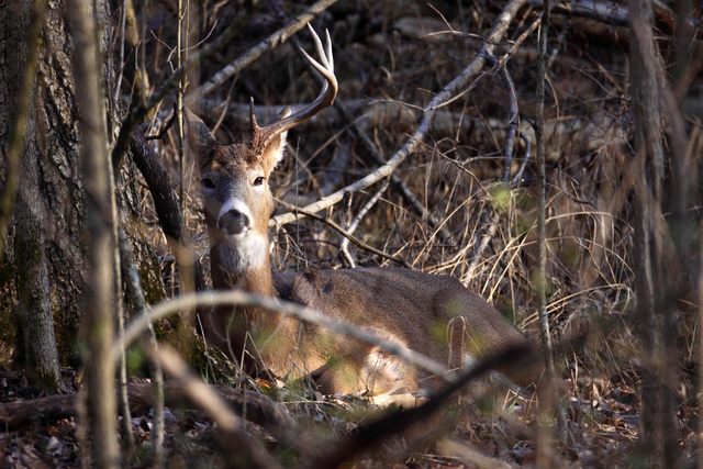 White-tailed deer, southern Ohio