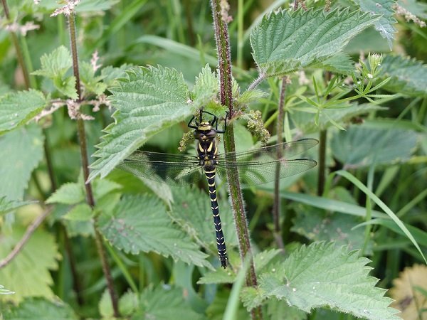 Dragonfly resting in the Nettles by a Stream by Alison Gracie