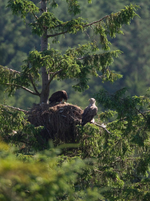 White-tailed Sea Eagle and chick