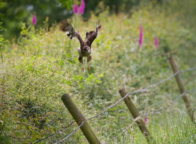 Buzzard