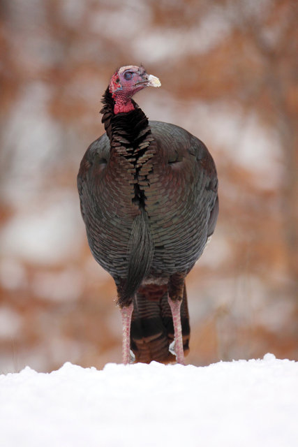 Eastern Wild Turkey, winter, Ohio