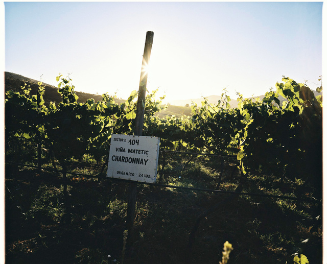 organic chardonnay at matetic