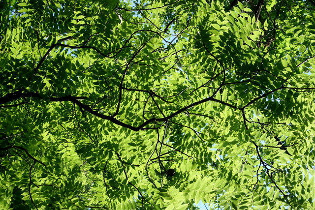 American Black Walnut Canopy