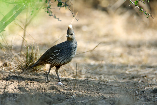 Scaled Quail, southern Texas