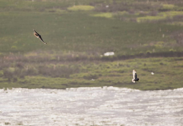 Hen harrier pursues short-eared owl with prey