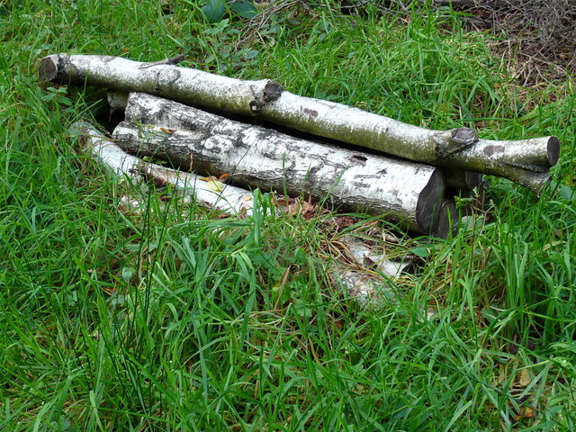 Silver birch near Bramfield VB.JPG