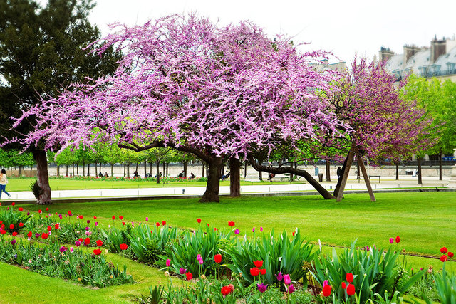 Paris in the Springtime