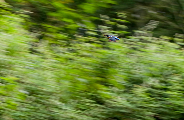 Kingfisher