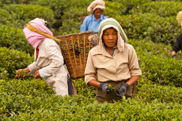 Tea Pickers, Darjeeling, India