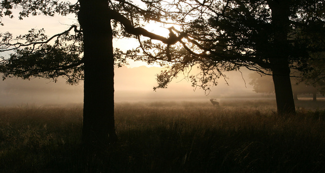 Red Deer Stag