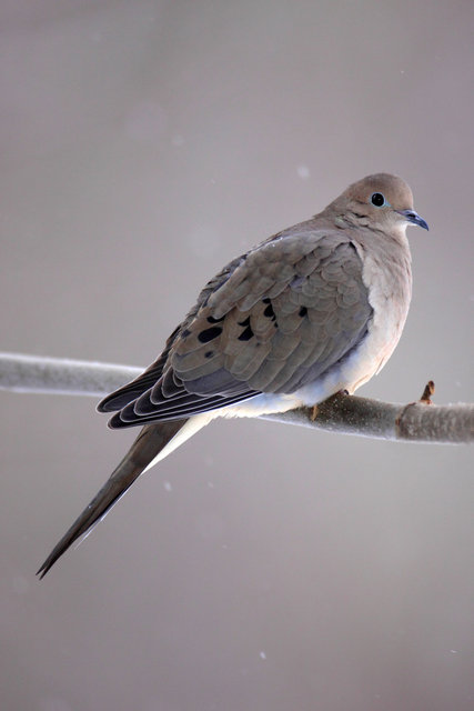 Mourning Dove, Ohio