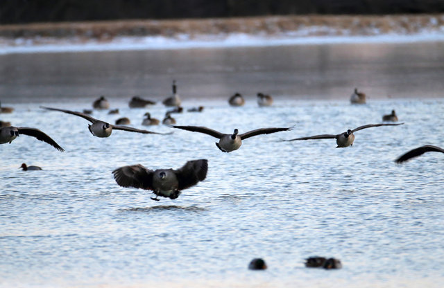 Canada Geese, February, southern Ohio