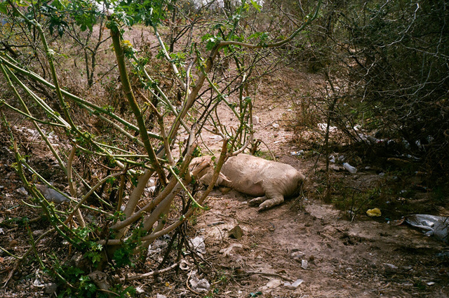 cochon dans près du lac - mexico.jpg