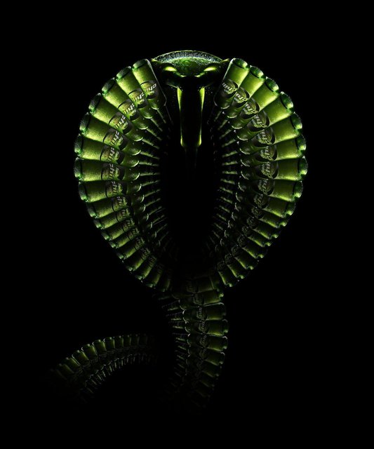 Chill Campaign, Cobra. (3 of 3)