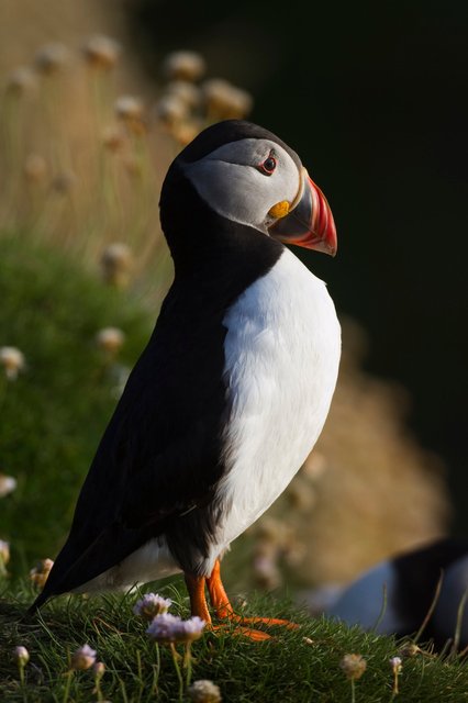 Puffin
