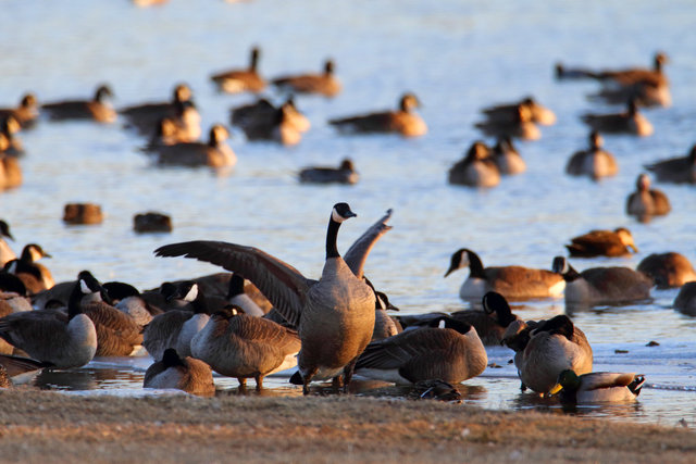 Canada Geese, February, southern Ohio