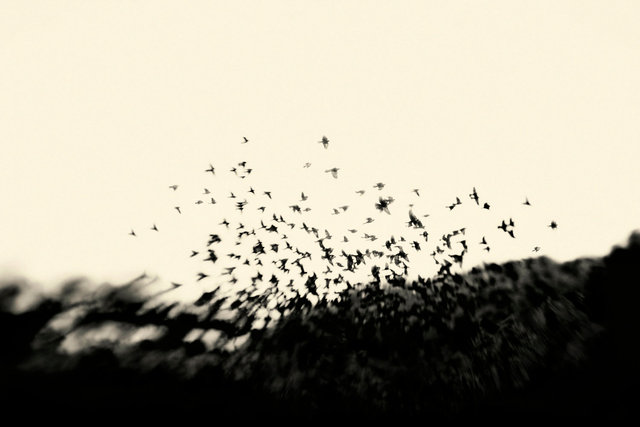 Black Metamorphosis