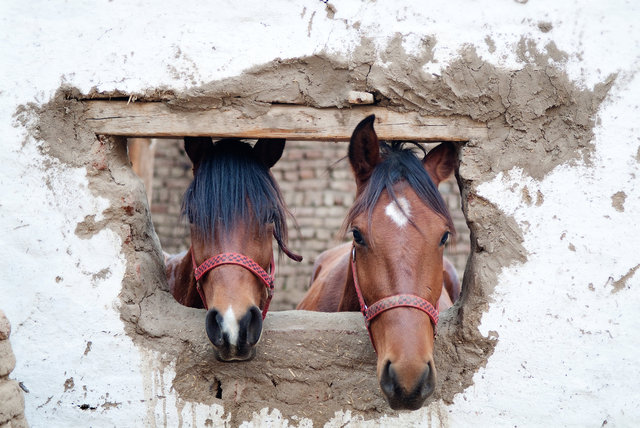 Two Horses