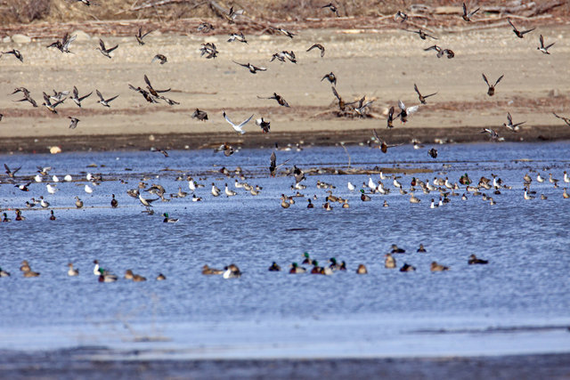 Mallards, Northern Pintails and American Wigeons, March, South Central Ohio