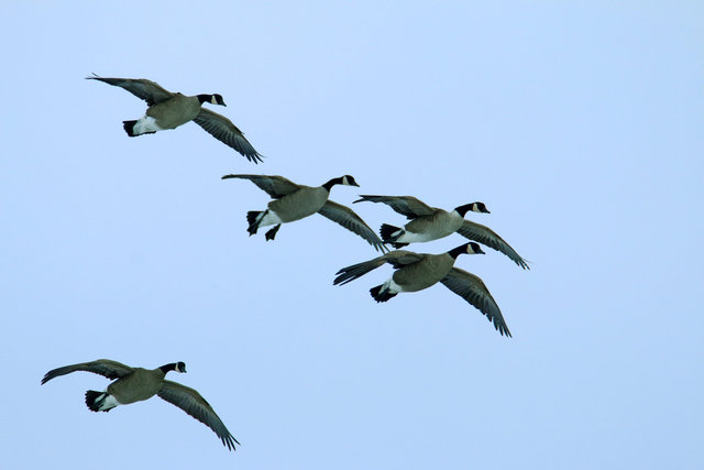 Canada Geese, February, southern Ohio