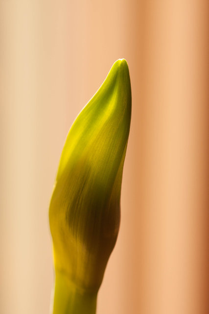 Amaryllis bud