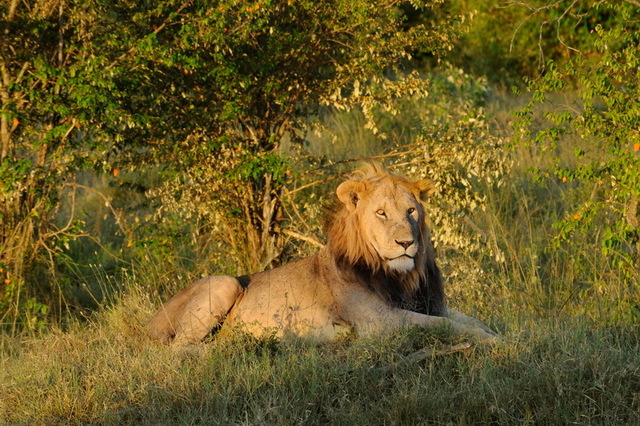 The King, Masai Mara